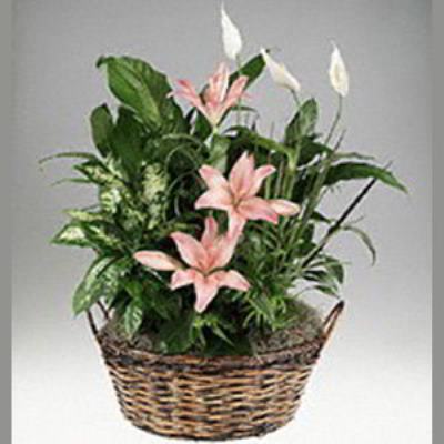 Basking Ridge Florist | Lily Garden