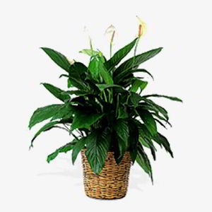 Basking Ridge Florist | Peace Lily