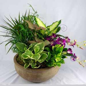 Basking Ridge Florist | Dendrobium Garden 