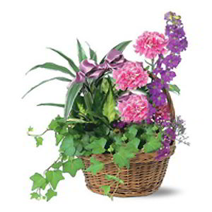 Basking Ridge Florist | Indoor Beauty