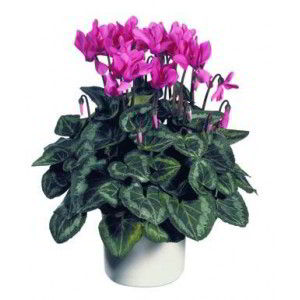 Basking Ridge Florist | Cyclamen