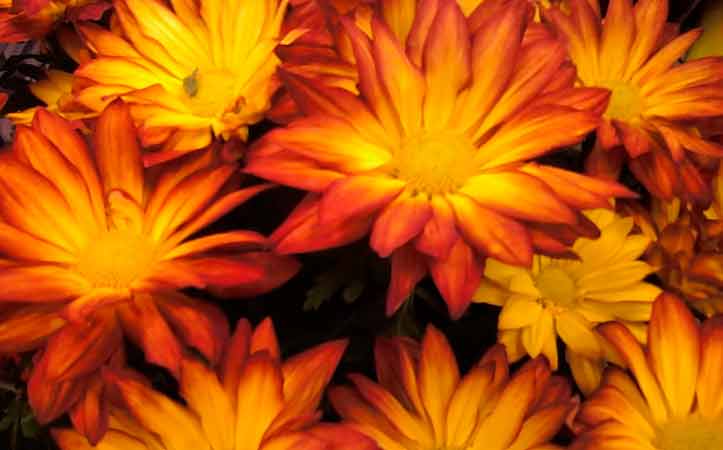 Basket of Flowers Basking Ridge NJ